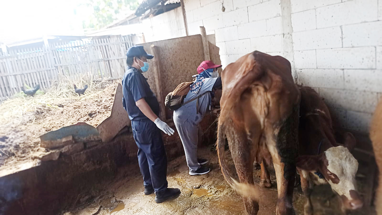 Dispertan Lakukan Vaksinasi PMK Di Wilayah Kec Pucakwangi